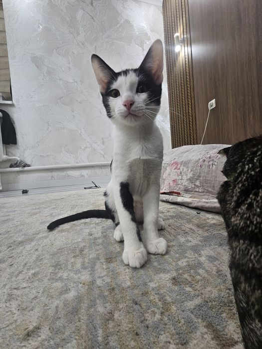 Котёнок и кошечка в добрые руки