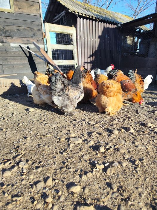 Vând găini și cocoși Cochinchina