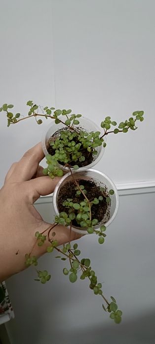 В наличии цветочки по 1000 тенге