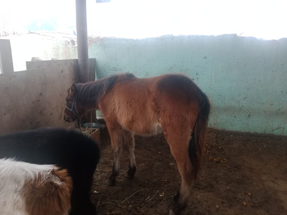 Баспақтар жабағы сатылады