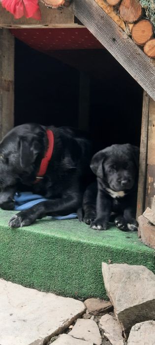 Cușcă pentru câine tip Hobbit