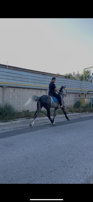 Продам жеребца жорга айгыр