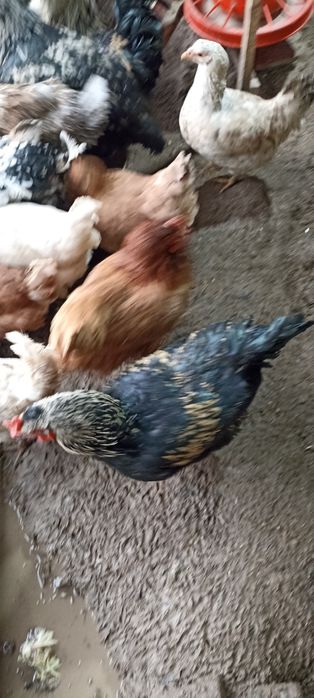 Хороз ва товуклар