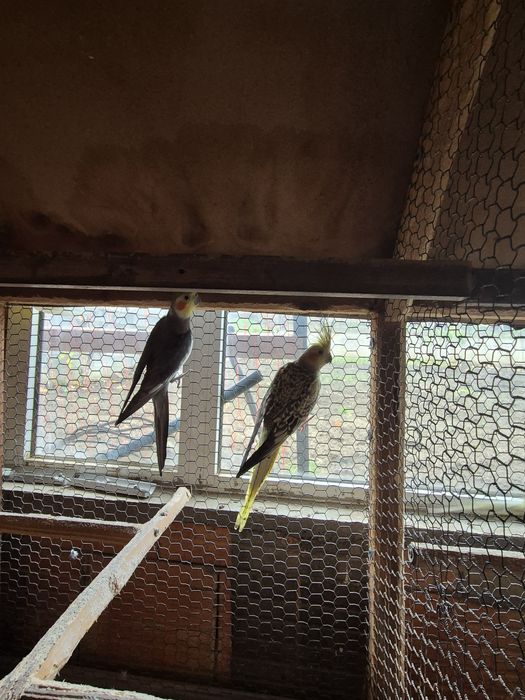 Продавам Корели  80лв