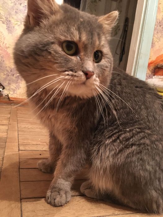 Домашний кот пристраивается в добрые руки.