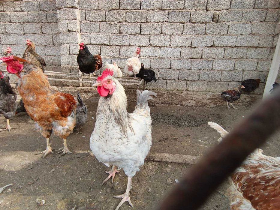 Продаются петухи