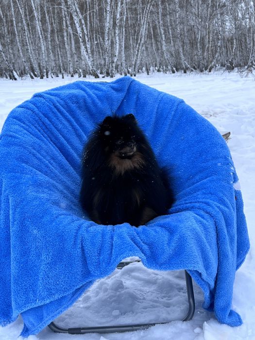 Вязка немецкий шпиц малый