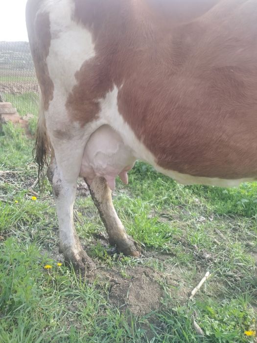 Vând  vaca de 7 ani blândă  genstata  de 3 luni  jumate