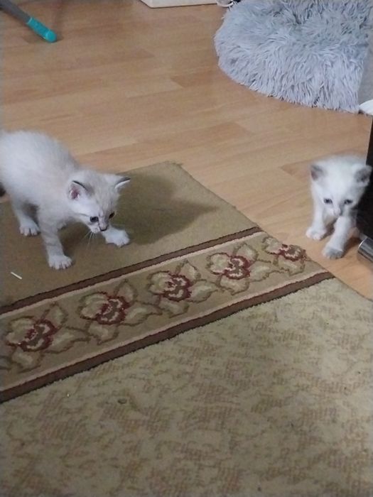 Отдам в добрые руки