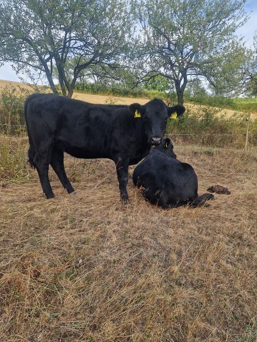 Masculi și vițele Angus