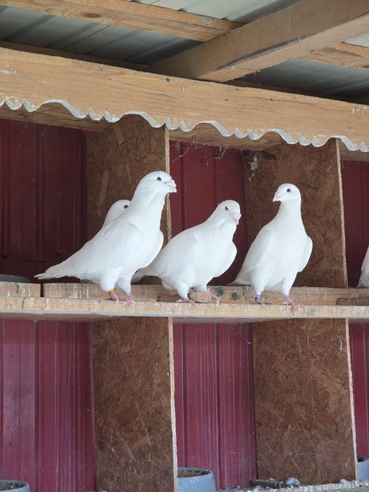 Voiajori standard albi