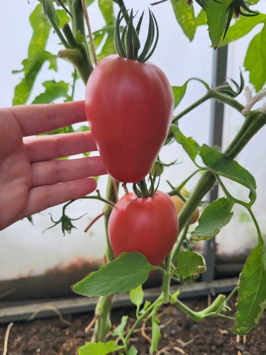 Продам помидоры дачные