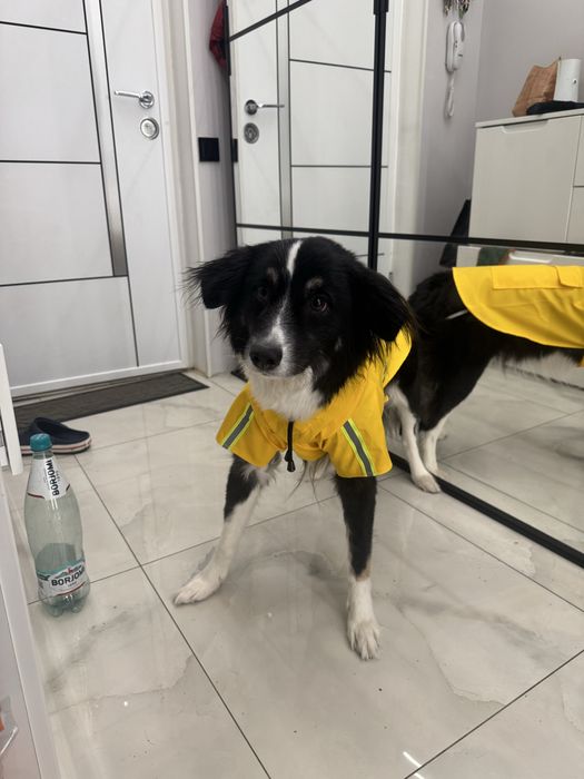 Pelerină de ploaie pentru căței, galben - haina/hainuta ptr caine