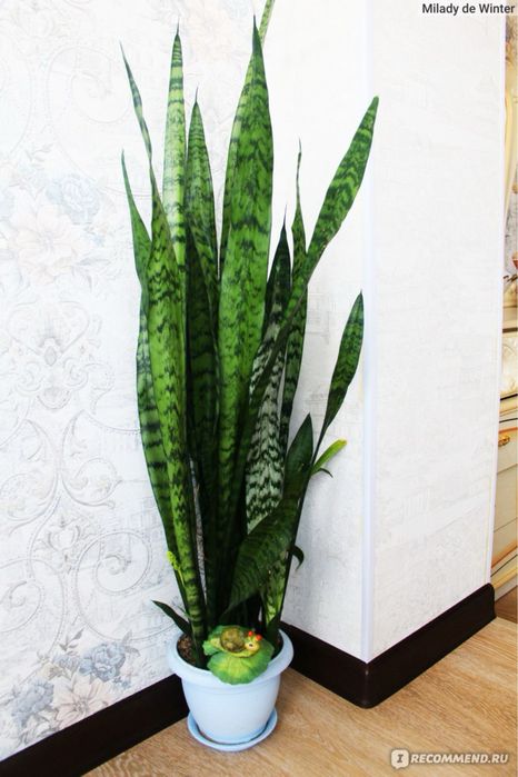 Фикусы, денежное дерево, хлорофитум, роза, сансевьера, герань, доллар