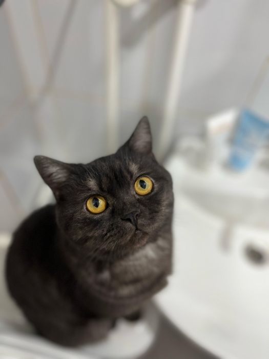 Британский  кошка годик