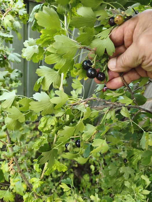 Продам кусты гибридной смородины