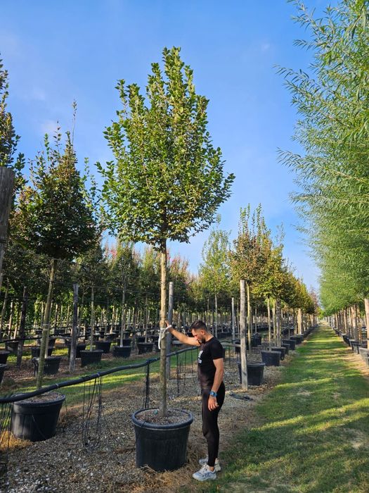 Paulownia avem toate dimensiunile