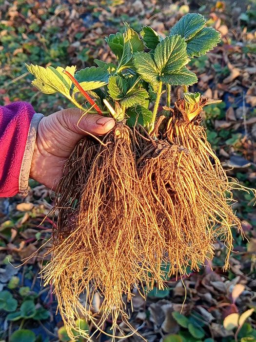 ПРОМОЦИЯ Разсад Ягоди и Малини Елитни Сортове