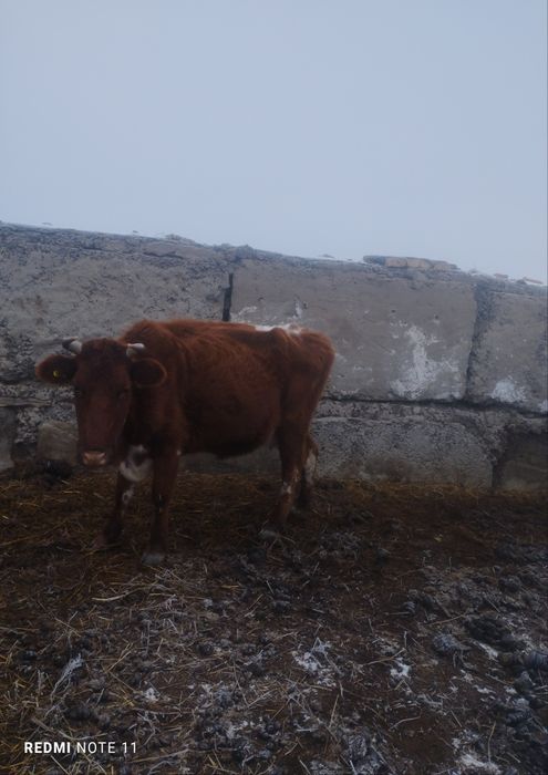 Коровы молочного  направления