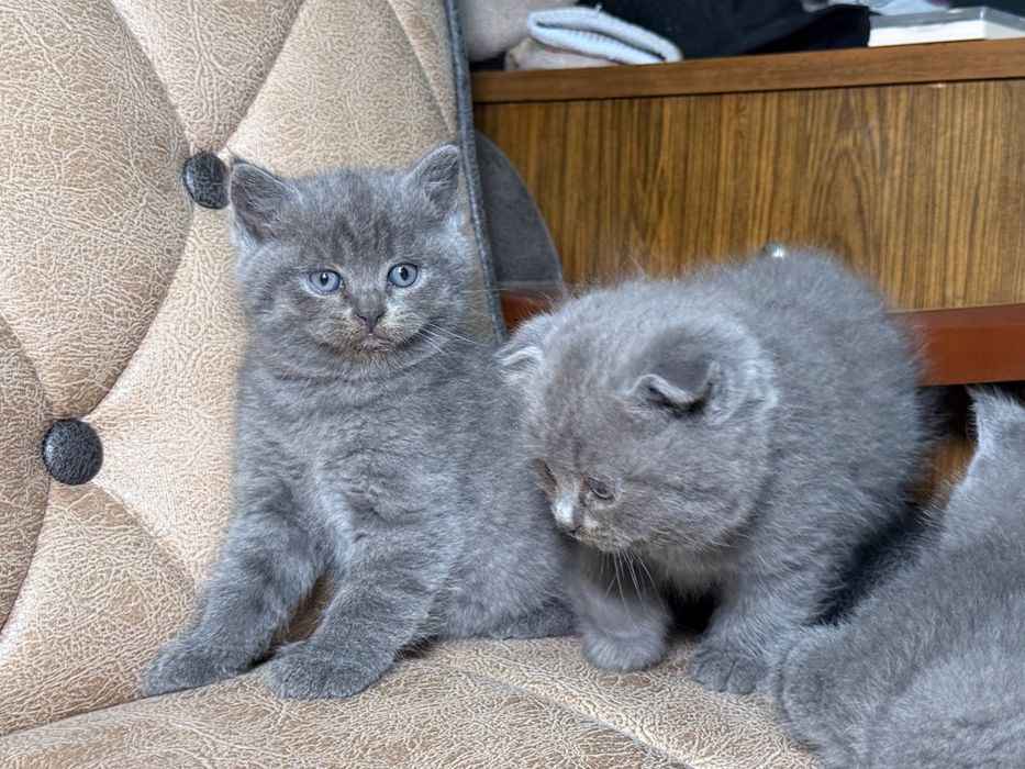 котята фолд и страйт