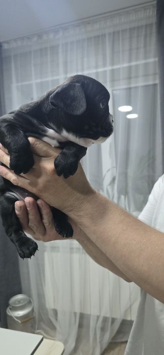 Французский бульдог щенки