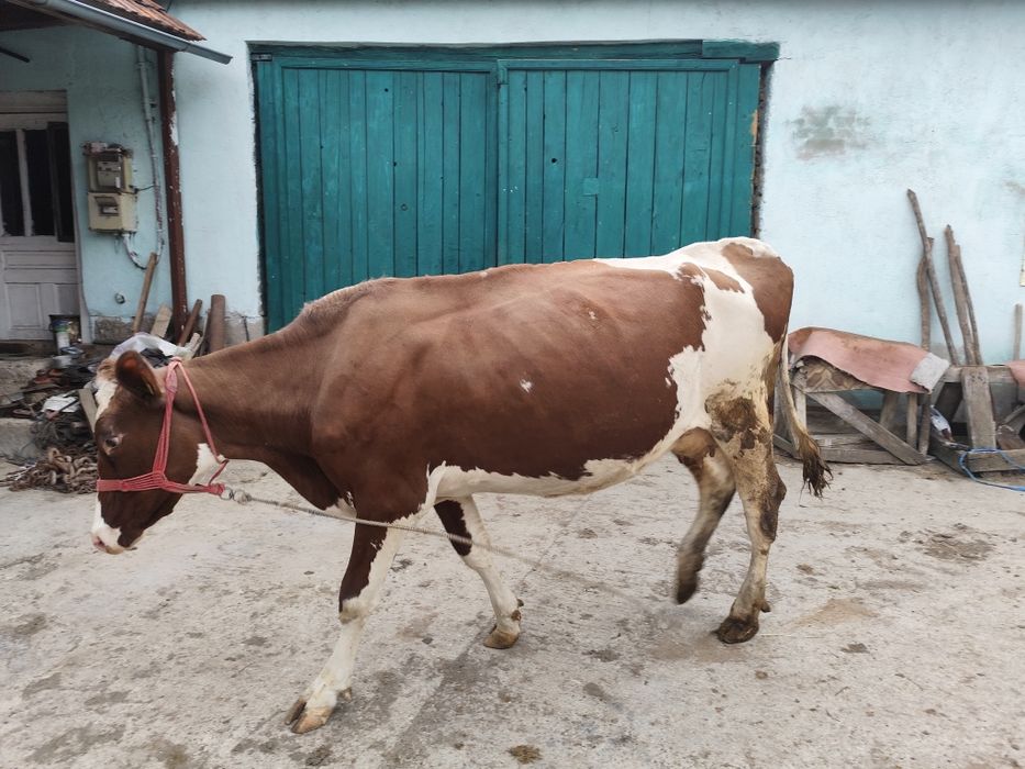 Vând vacă Red Holstein