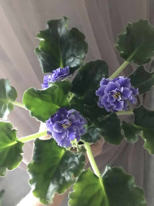 Продам цветы . Красивые , ухоженные