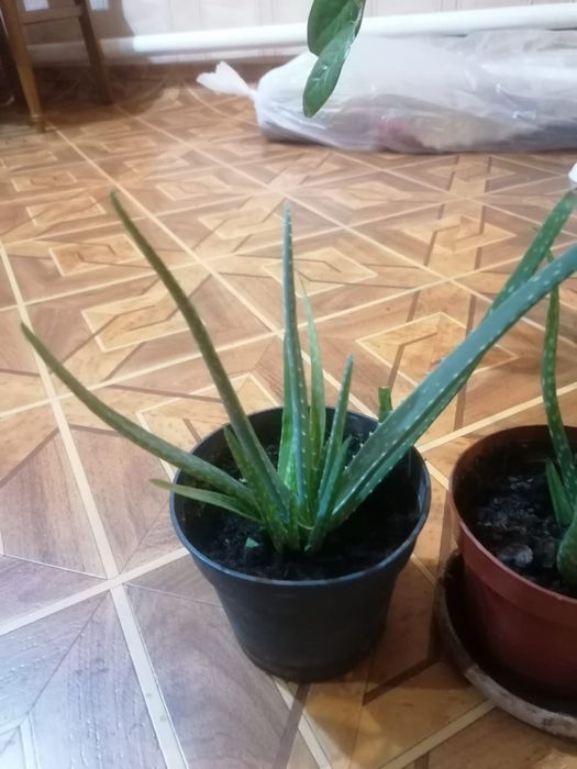 Доллоровое дерево растение