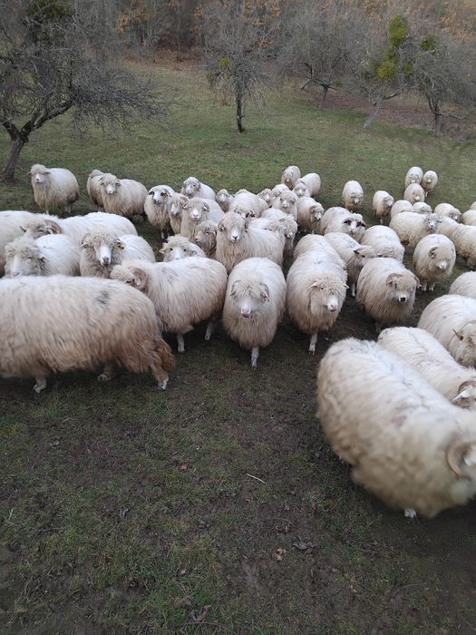 Vând oi.       .