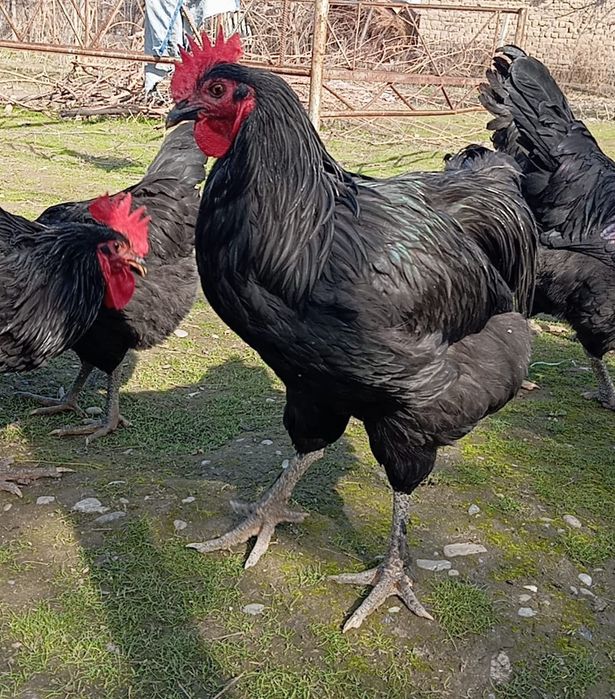 Балапан кучин гигант