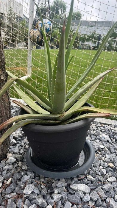 Aloe Vera (Aloe barbadensis Miller) în ghiveci | Plante mari și pui | Voluntari - București