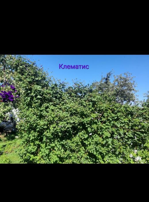 Клематис, Сирень, Лилейник