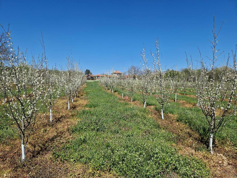 Земеделска земя с 150 сливови дръвчета,кладенец и капково напояване