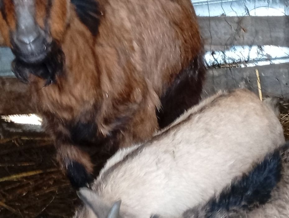 Căprițe de lapte oferta azi la trei capre și 4 ezi de 20 kg buc