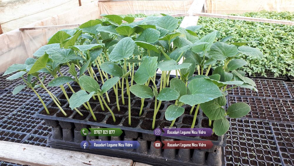 Rasaduri de rosii pentru solar si camp | Rasad legume ardei castraveti