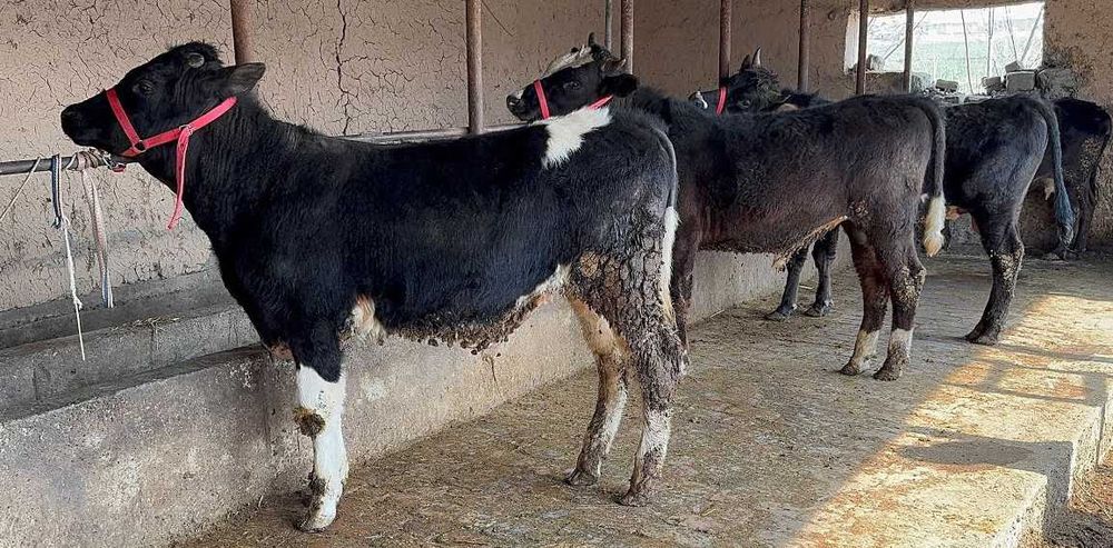 Наслли ва хонаки чорвалар