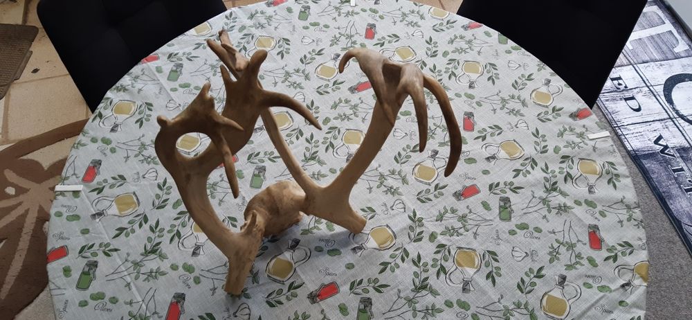 Северен елен рядък ловен трофей