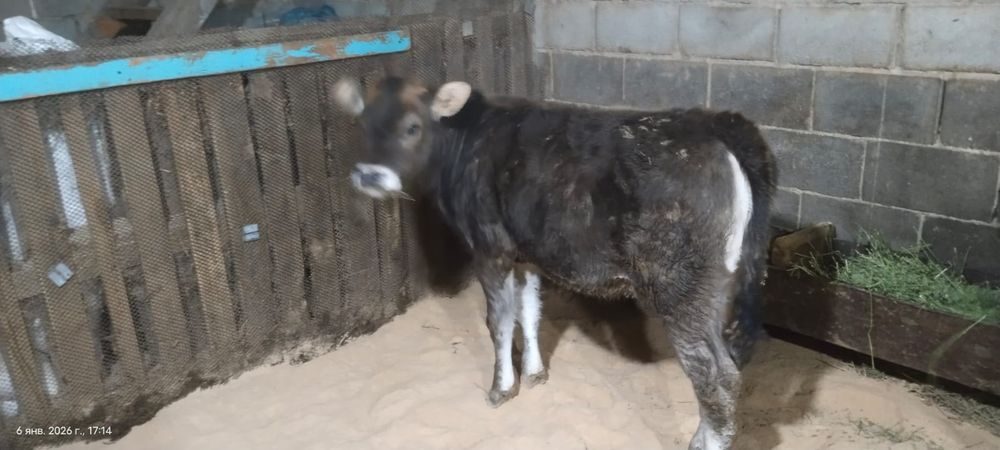 Продам  две тёлочки