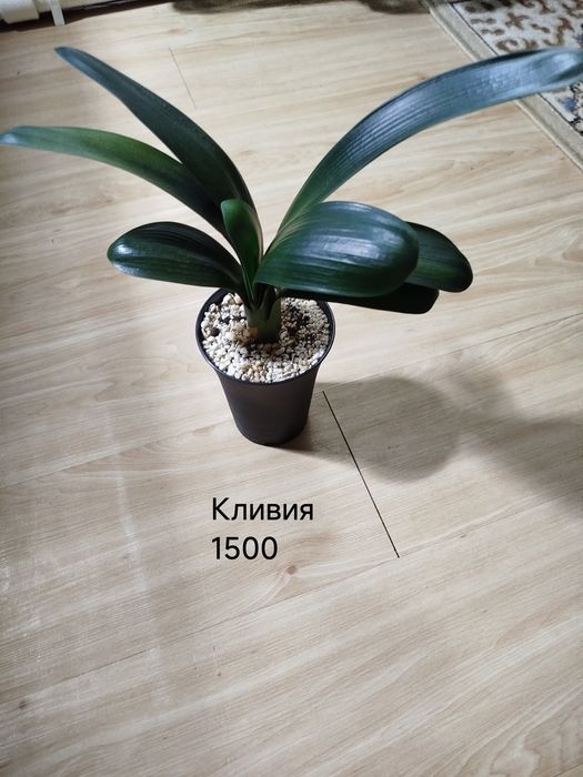Комнатные  цветы