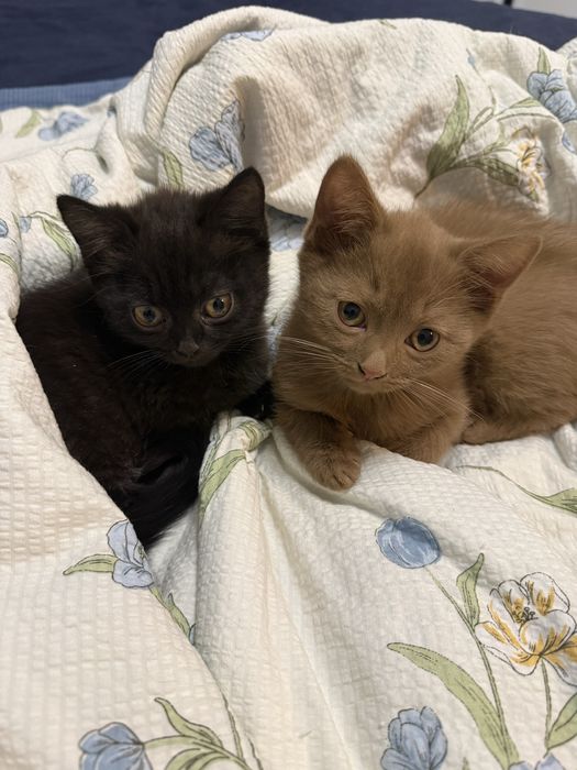 Скоттиш страйт | Коричневый котенок