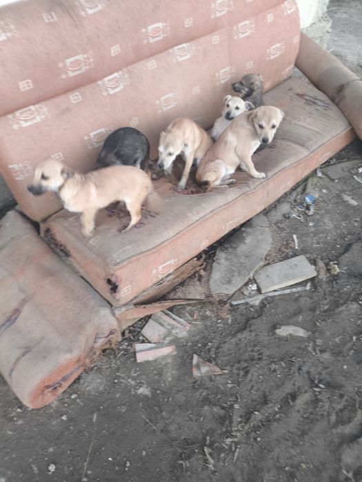 Adopții cățeluși