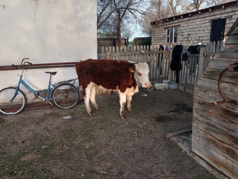 1,5 жылдык еркек басрактар сатылады