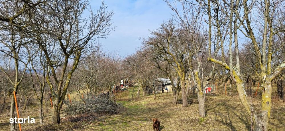 Teren Intravilan 43Ari zona Ortelec-Zalau intre case 4800eur/ar