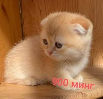 Mushukchalar sotiladi