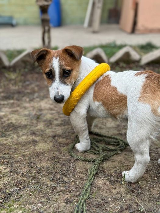 Продается щенок Джек Рассел терьер мальчик 5месяцев