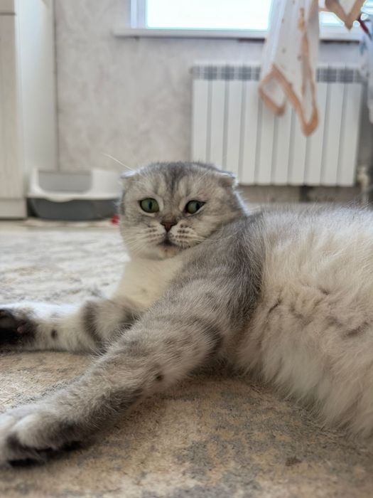 Продам кошку вислоухий