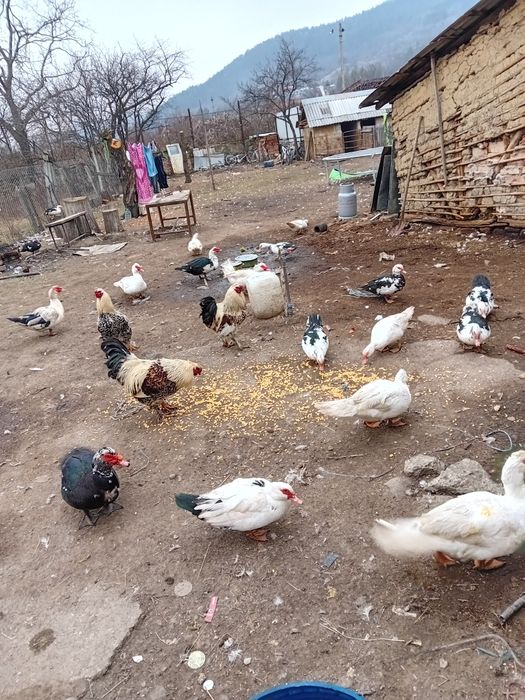 Rațe  si rățoi de vânzare