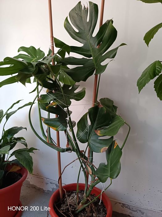 Plante verzi tot timpul