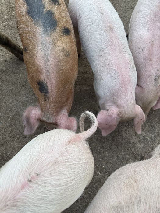 Продавам малки прасенца