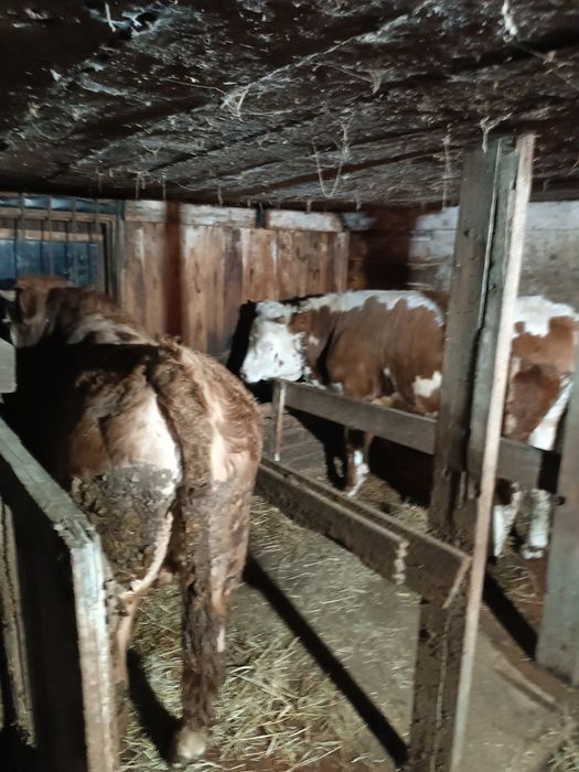 Чистокровный симментал